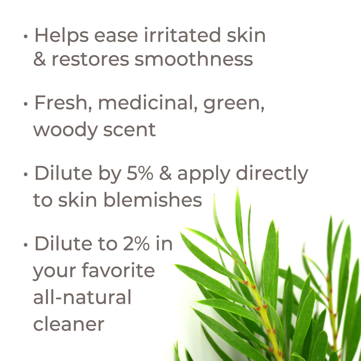 Plant Therapy Organic Tea Tree Oil (Melaleuca) 100% Pure,  Certified Organic, Undiluted, Natural Aromatherapy, Therapeutic Grade 100 mL (3.3 oz)